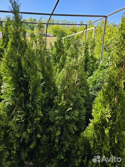 Туи смарагд 1.4-1.5 метровые