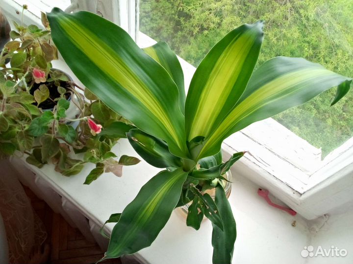 Комнатные цветы Юкка