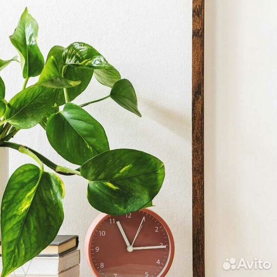 Филодендрон Золотистый в сером кашпо