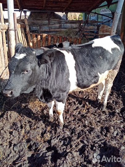 Продам быка и 2х телочек