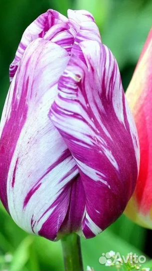 Луковицы тюльпанов