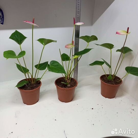 Антуриум Амалия Элеганс