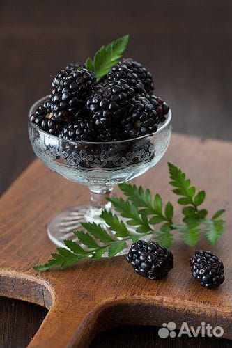 Саженцы ежевики