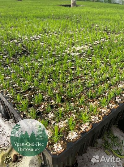 Зкс и окс Сосна Ель Лиственница сеянцы Голуб горн