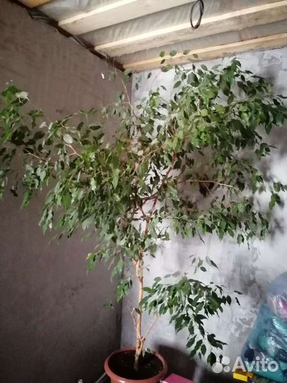 Фикус большой