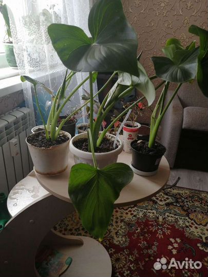 Каллы Саженцы