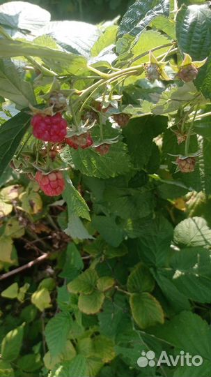 Саженцы малины гигант московский