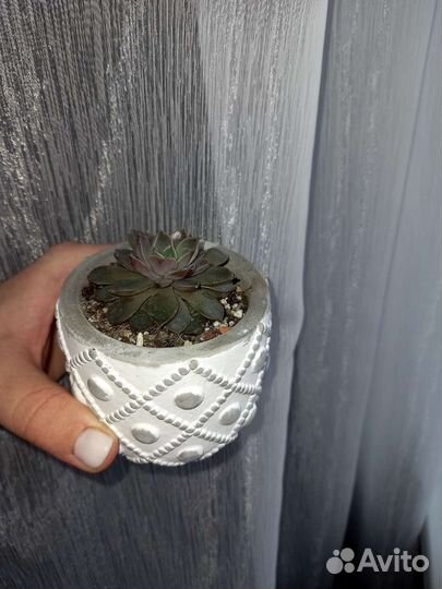 Суккулент в горшке