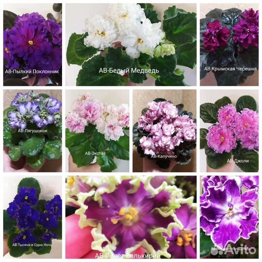 Разные сорта фиалок