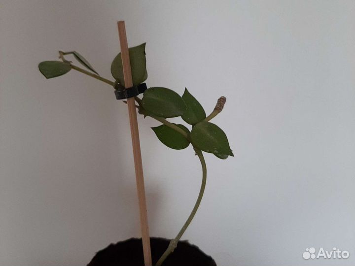 Хойя 3 сорта