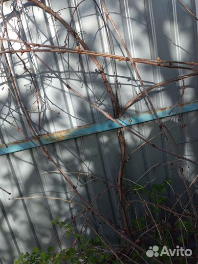 Черенки виноград 