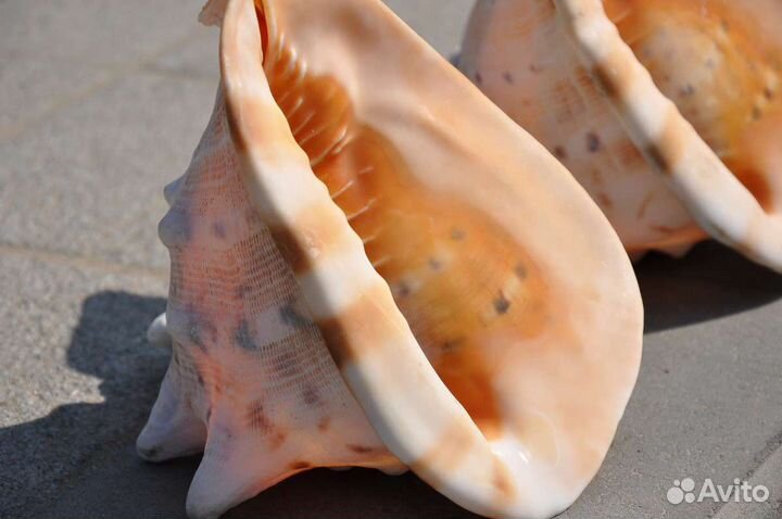 Ракушка морская. Океан. Коллекция