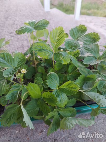 Земляника, томаты