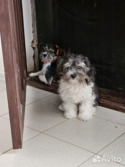 Молодые собачки мелкой породы