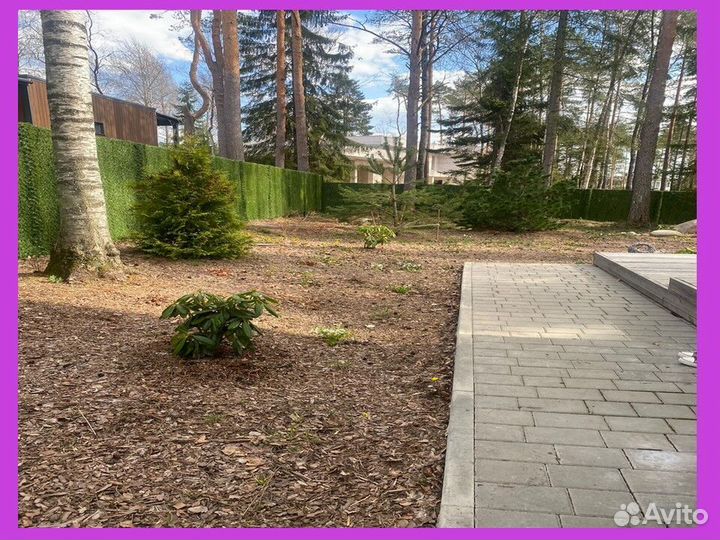 Калифорнийская изгородь Зелёный забор