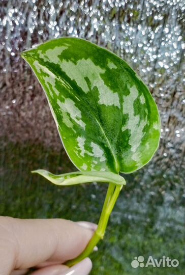 Сциндапсус Майяри