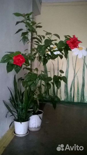 Крупный комнатный цветок Китайская роза