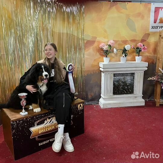 Щенки Чемпионов