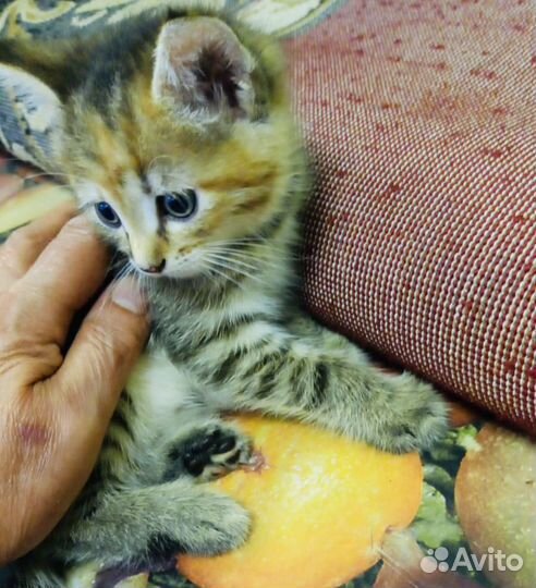 Котята в добрые руки бесплатно