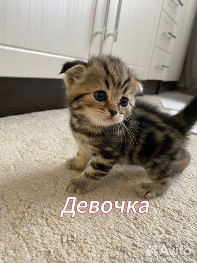 Шотландские котята