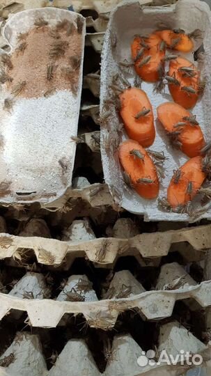 Сверчки домовые