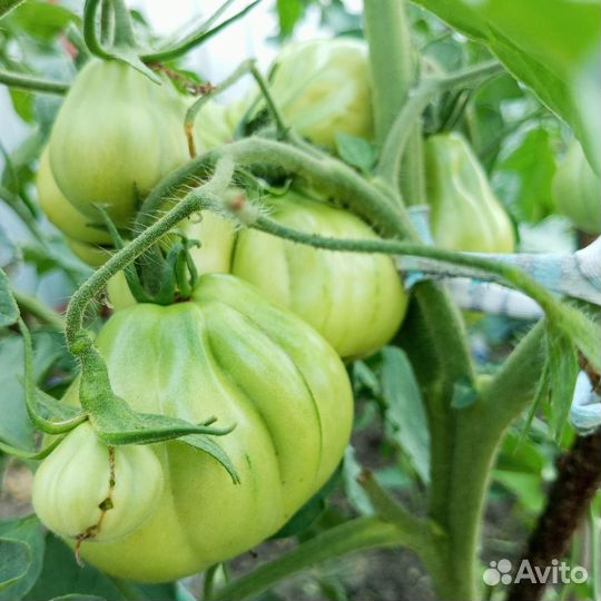 Семена томатов помидор