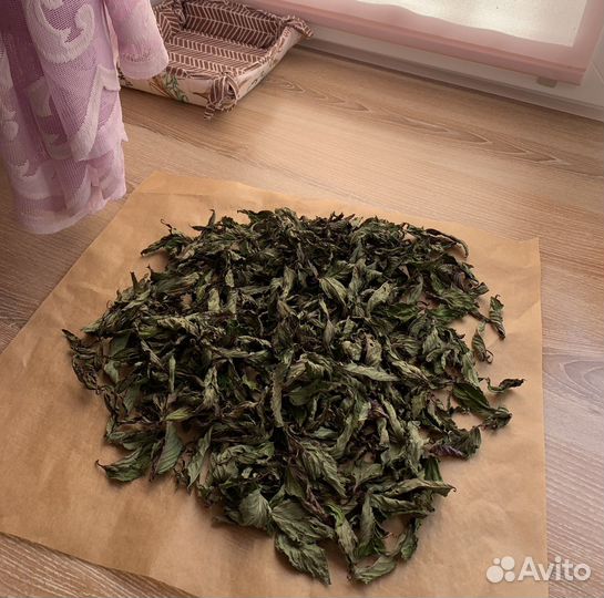 Мята растение и сушеная шоколадница