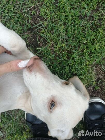 Очень красивые метисы