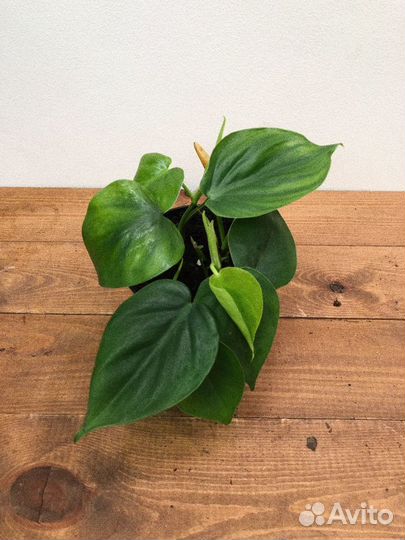 Филодендрон сканденс