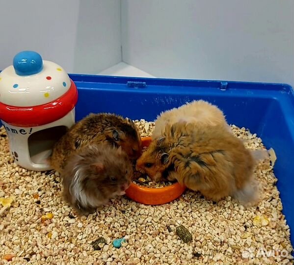 Сирийский хомяк