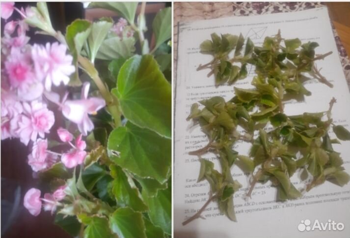 Бегония вечноцветущая махровая