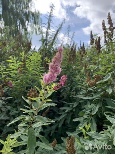 Спирея дугласа