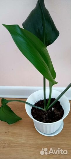 Эухарис амазонская лилия