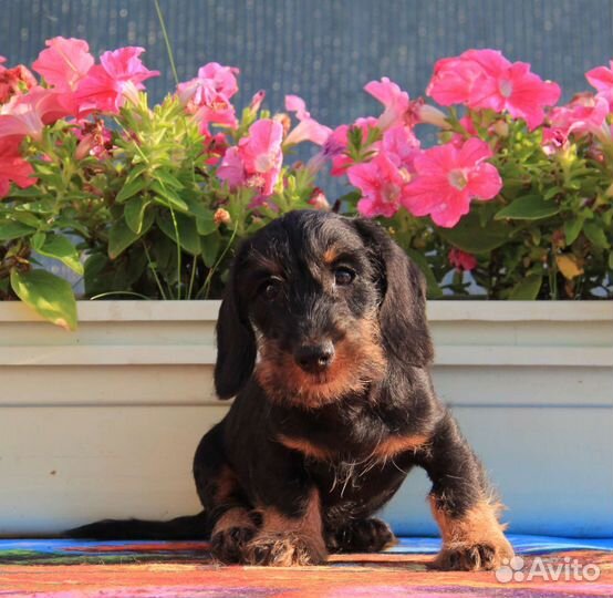 Кролик жесткошерстный