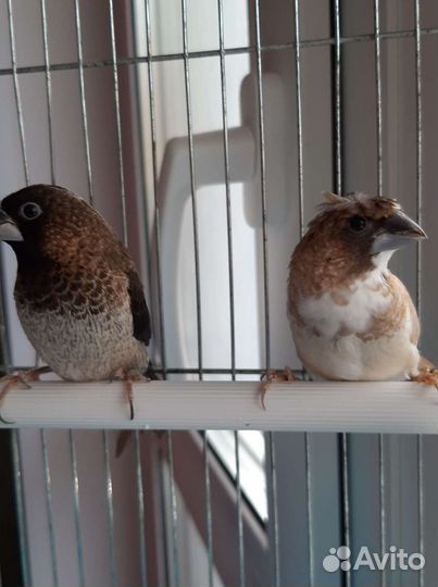 Передержка птиц,животных