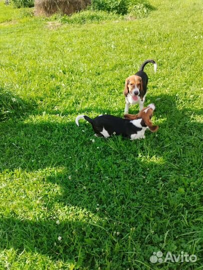 Эстонская гончая щенки