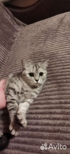 Отдадим кошку