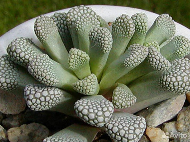 Суккулент титанопсис luederitzii семена 5 шт