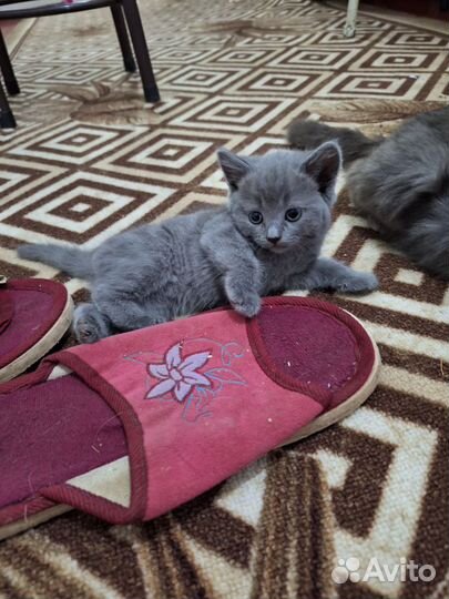 Котята в добрые руки бесплатно