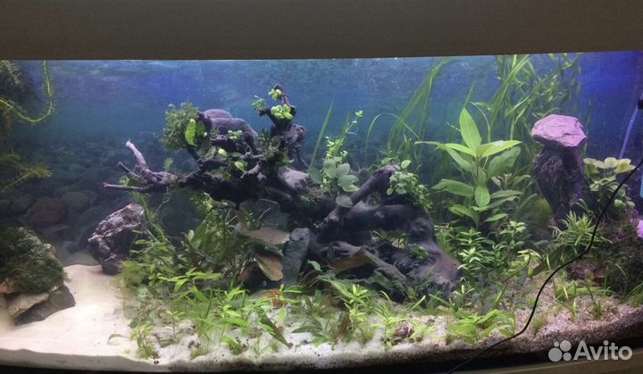 Обслуживание аквариумов