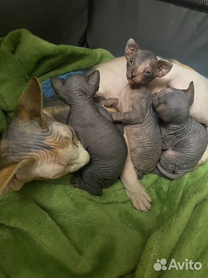 Канадский сфинкс котенок