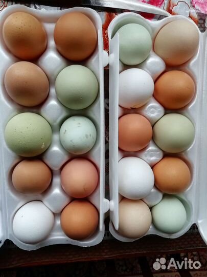 Инкубационное яйцо кур разной породы