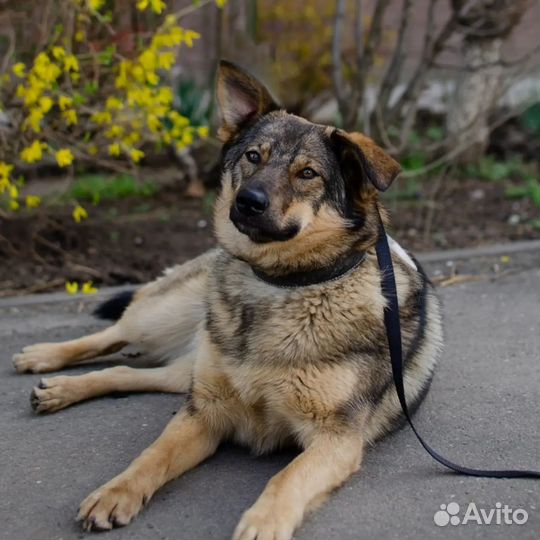 Собаки бесплатно