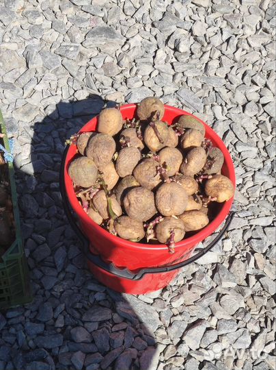 Продам семенной картофель