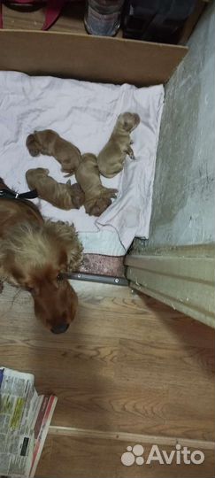 Кокер спаниель