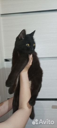 Котик в добрые руки