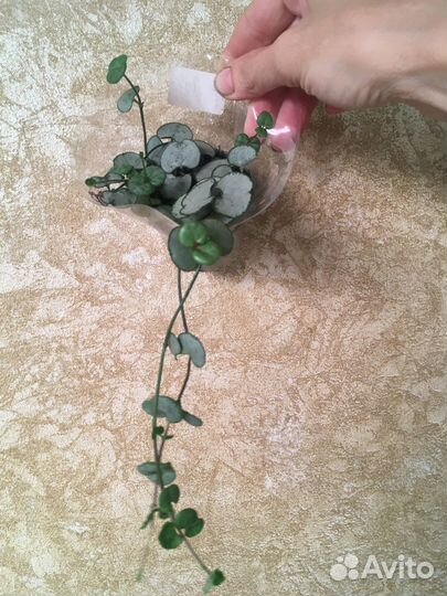 Хойя Лиза, Ваетти триколор, Псанги вар