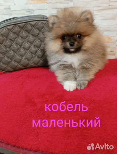 Померанский шпиц мини мальчики окрас крем и рыжий