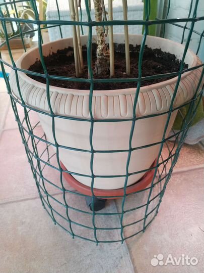 Панданус (Pandanus)