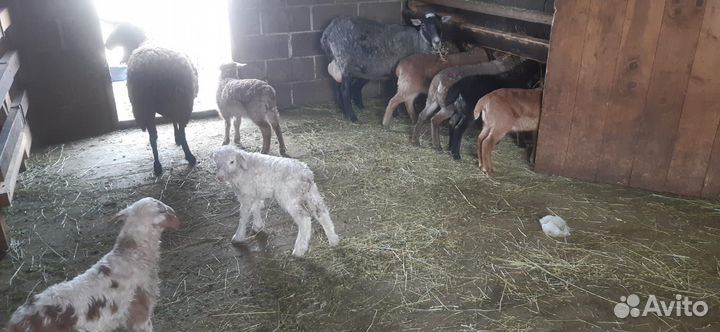 Продаю баранчиков 2 х 3х мес